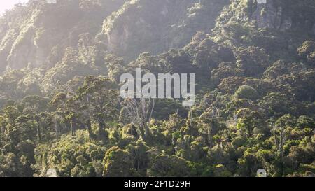 Regenwald während des trüben Morgens, aufgenommen in Punakaiki, Westküste, Neuseeland Stockfoto