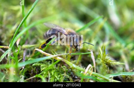 Eine Honigbiene (APIs mellifera) kriecht im Frühjahr durch Gras und Moos in Sussex, England, Großbritannien. Stockfoto