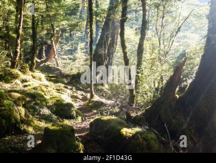 Sonnenstrahlen kommen durch alten dichten Wald, Aufnahme im Nelson Lakes National Park, Südinsel von Neuseeland Stockfoto