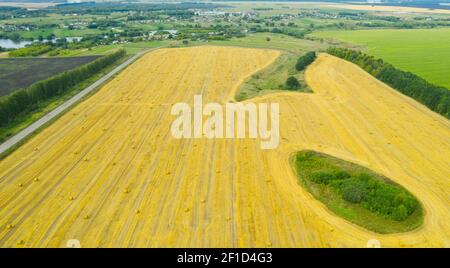 Heuhaufen-Rollen auf dem Feld nach der Ernte. Großes Weizenfeld mit zylindrischen Heuhaufen am Sommertag. Stockfoto