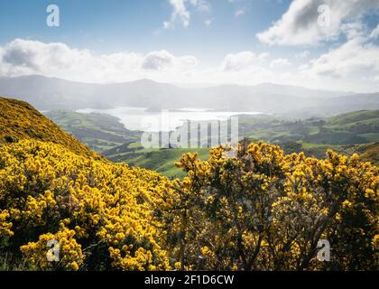 Blick auf ein wunderschönes Tal mit interessanten gelben Blättern im Vordergrund, aufgenommen auf Banks Peninsula in der Nähe von Christchurch, Südinsel Neuseelands Stockfoto