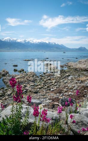 Landschaft Küstenaufnahme mit Blumen im Vordergrund, aufgenommen auf der Halbinsel Kaikoura, Neuseeland Stockfoto