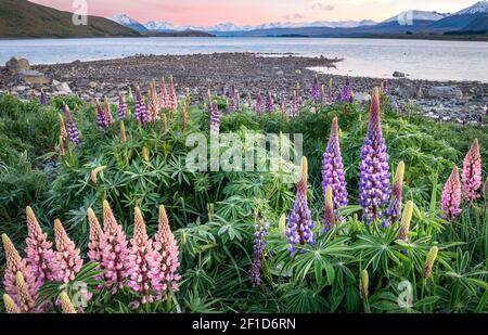 Farbenfroher Sonnenaufgang mit Lupinen im Vordergrund, aufgenommen am Lake Tekapo, Neuseeland Stockfoto