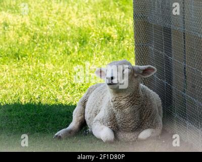 Junge Schafe Lamm im Schatten liegen, entspannen an sonnigen Sommertagen, in Neuseeland gemacht Stockfoto