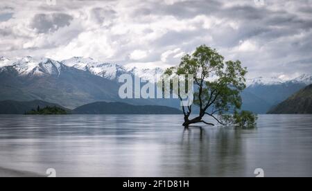 Weidenbaum wächst mitten im See mit Bergkulisse. Aufnahme des berühmten Wanaka-Baumes aus Neuseeland an bewölktem Tag. Stockfoto