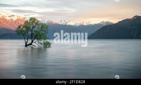 Weidenbaum wächst mitten im See mit Bergkulisse. Aufnahme des berühmten Wanaka-Baumes aus Neuseeland bei Sonnenaufgang. Stockfoto