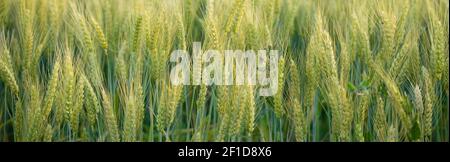 Nahaufnahme, ganze Körner Real Food Wachsen in der Landwirte Feld Stockfoto