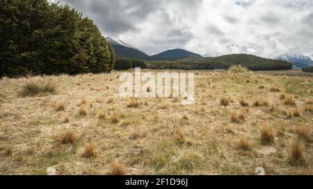 Waldrand mit trockenen Stoßzähnen im Vordergrund und Bergen im Hintergrund, aufgenommen an den Mavora Lakes, Neuseeland Stockfoto