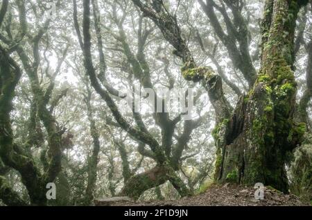 Gruseliger Wald mit knarrigen Bäumen, der bei nebligen Bedingungen auf dem Kepler Track, Fiordland National Park, Neuseeland, geschossen wurde Stockfoto