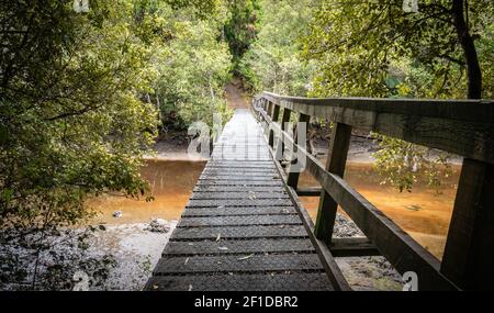 Holzbrücke, die über einen schlammigen Fluss im Dschungel führt. Aufgenommen auf Stewart Island (Rakiura), Neuseeland Stockfoto