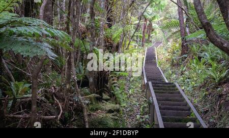 Treppe führt durch dichten Wald / Dschungel. Aufgenommen auf Stewart Island (Rakiura), Neuseeland Stockfoto