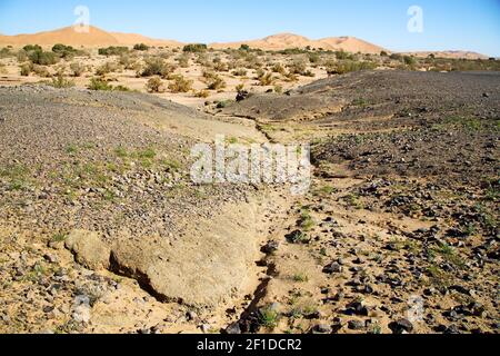 Altes Fossil in der Wüste von marokko sahara und Stein Stockfoto
