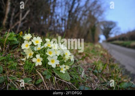 Caundle Marsh, in der Nähe von Sherborne, Dorset. März 2021, 2nd. Die Gemeine Primel (Primula vulgaris) blüht an der Basis einer typischen Dorset Hecke auf einem Coun Stockfoto