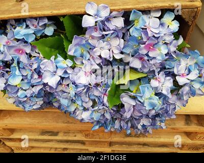 Luxus Strauß roter Rosen in Flower Shop Valentinstag Blumenstrauß aus roten Rosen Stockfoto