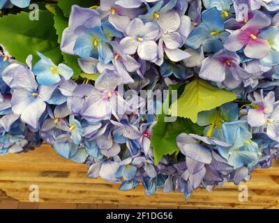 Luxus Strauß roter Rosen in Flower Shop Valentinstag Blumenstrauß aus roten Rosen Stockfoto