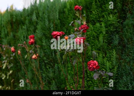 Verwelkte rote Rose auf grünem Hintergrund einer Hecke. Blühende Rosen mit gefallenen Blumen. Rote Blumen wachsen für den Winter. Verwelkte Blumen im Herbst tim Stockfoto