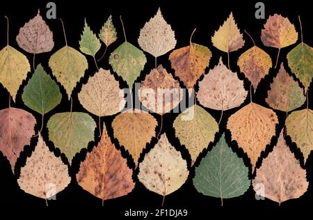 Herbstkomposition aus bunten Birkenblättern auf schwarzem Hintergrund gescannt. Herbstkonzept. Stockfoto