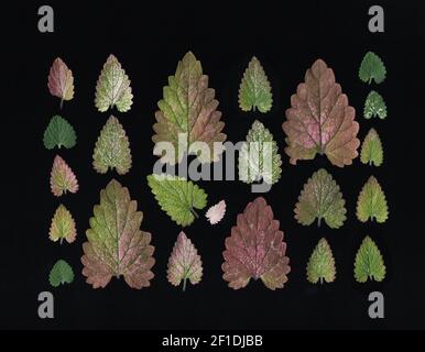 Minzblätter in verschiedenen Größen und Farben, isoliert auf schwarz. Flach liegend, Draufsicht. Stockfoto