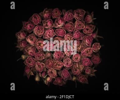 Großer Strauß rosafarbener Rosen auf schwarzem Hintergrund gescannt. Draufsicht. Geringe Schärfentiefe, selektiver Fokus. Stockfoto