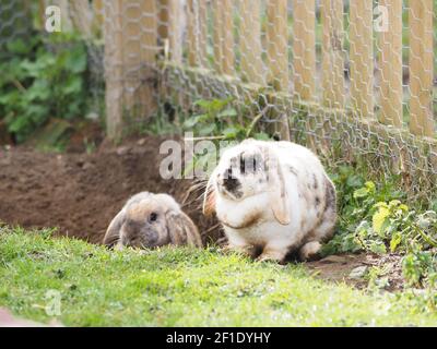 Zwei Tierkaninchen mit loppohrigen Ohren sitzen in einem Garten. Stockfoto