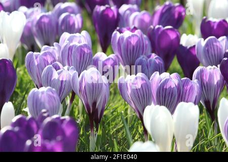 Lila und weiß gestreifter Krokus Vernus 'Pickwick' in Blüte Stockfoto