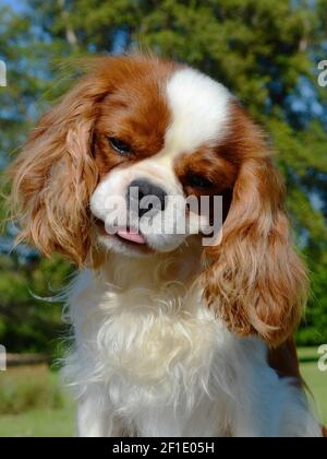 Ein vertikales Porträt eines entzückenden braunen Cavalier König Charles Hund steht draußen Stockfoto