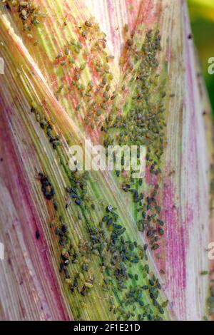 Die Vogelkirsche-Haferlaus (Rhopalosiphum padi) ist eine Blattlaus in der Superfamilie Aphidoidea in der Ordnung Hemiptera Schädling von Mais, Mais und anderen Getreiden. Stockfoto