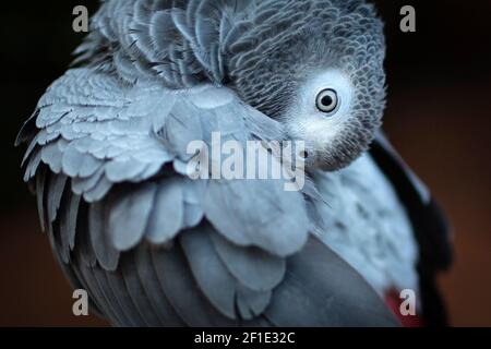 Graupapagei Stockfoto