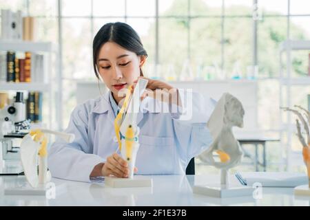 Portrait der jungen asiatischen Frau Arzt trägt Labcoat Vorbereitung ein Knochenmodell zur Beschreibung der Symptome für den Patienten während der Arbeit in Krankenhaus Stockfoto