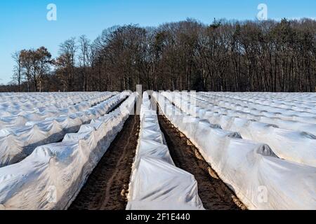 Niederrheinlandwirtschaft, Frühsaison, Spargelanbau im Frühjahr, unter Plastikfolie, Folientunnel, Spargelfeld, Landschaft unter Plastik Stockfoto