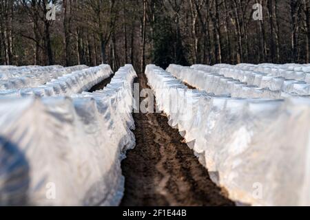 Niederrheinlandwirtschaft, Frühsaison, Spargelanbau im Frühjahr, unter Plastikfolie, Folientunnel, Spargelfeld, Landschaft unter Plastik Stockfoto