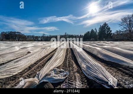 Niederrheinlandwirtschaft, Frühsaison, Spargelanbau im Frühjahr, unter Plastikfolie, Folientunnel, Spargelfeld, Landschaft unter Plastik Stockfoto