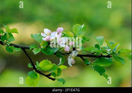 appleblossom und Knospen Stockfoto