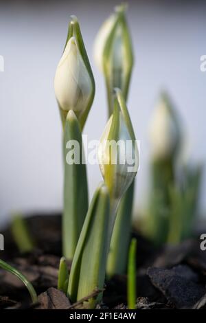 Zarte Schneeglöckchen Galanthus nivalis mit ungeblasenen Knospen an sonnigen Tagen, Makroaufnahme. Frühling. Stockfoto