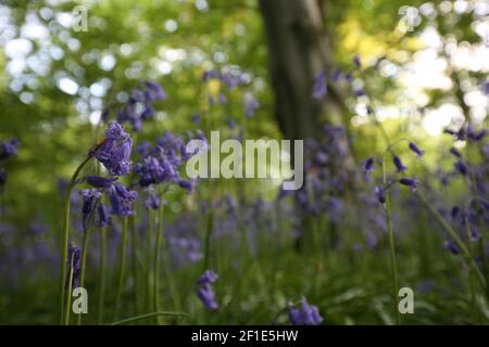 Die Sonne scheint durch die Blätter auf dem Wald und in der Nähe eines Parkplatzes, mit bluebells wächst Stockfoto