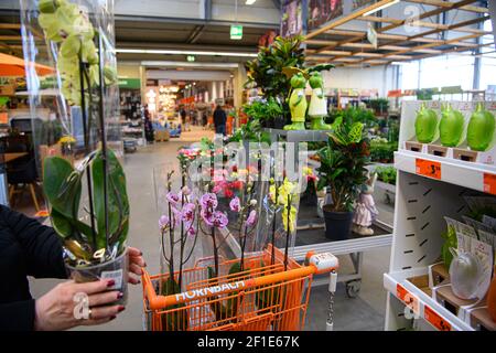 Dresden, Deutschland. März 2021, 08th. Eine Kundin legt Orchideen in ihren Einkaufswagen in einem Hornbach-Baumarkt. Ab heute dürfen Do-it-yourself-Stores in Sachsen nach wochenlanger Schließung durch Corona den Betrieb nach strengen Hygienevorschriften wieder aufnehmen. Quelle: Robert Michael/dpa-Zentralbild/dpa/Alamy Live News Stockfoto