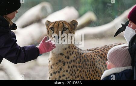 Kronberg, Deutschland. März 2021, 08th. Besucher stehen nach der Wiedereröffnung des Opel Zoos vor der Gepardenanlage. Die umfangreichen Maßnahmen zum Schutz vor Infektionen mit dem Coronavirus sind in Hessen etwas gelockert. Am ersten Eröffnungstag nach der Sperre war der Andrang großartig. Die Besucher konnten ihre Tickets für den Zoobesuch über ein Online-Ticketsystem kaufen. Kredit: Arne Dedert/dpa/Alamy Live Nachrichten Stockfoto