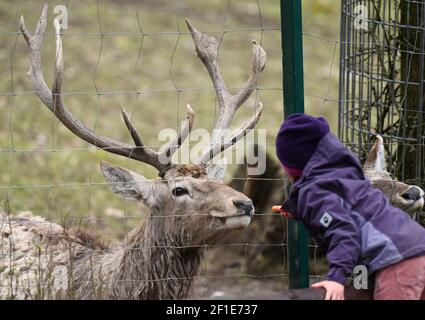 Kronberg, Deutschland. März 2021, 08th. Bukhara-Hirsche werden im Opel-Zoo in ihrem Gehege mit Karotten gefüttert. Die umfangreichen Maßnahmen zum Schutz vor Infektionen mit dem Coronavirus sind in Hessen etwas gelockert. Am ersten Eröffnungstag nach der Sperre war der Andrang großartig. Die Besucher konnten ihre Tickets für den Zoobesuch über ein Online-Ticketsystem kaufen. Kredit: Arne Dedert/dpa/Alamy Live Nachrichten Stockfoto