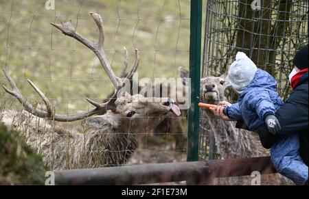 Kronberg, Deutschland. März 2021, 08th. Bukhara-Hirsche werden im Opel-Zoo in ihrem Gehege mit Karotten gefüttert. Die umfangreichen Maßnahmen zum Schutz vor Infektionen mit dem Coronavirus sind in Hessen etwas gelockert. Am ersten Eröffnungstag nach der Sperre war der Andrang großartig. Die Besucher konnten ihre Tickets für den Zoobesuch über ein Online-Ticketsystem kaufen. Kredit: Arne Dedert/dpa/Alamy Live Nachrichten Stockfoto