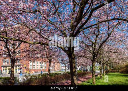 Apfelbaumallee in voller Blüte im Frühjahr in einer Stadt in Schleswig-Holstein Stockfoto