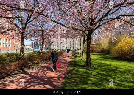 Apfelbaumallee in voller Blüte im Frühjahr in einer Stadt in Schleswig-Holstein Stockfoto