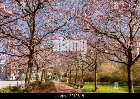 Apfelbaumallee in voller Blüte im Frühjahr in einer Stadt in Schleswig-Holstein Stockfoto