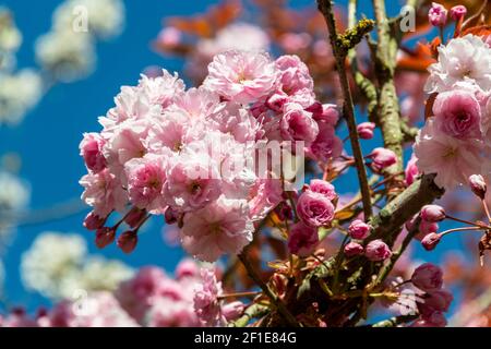 Bunte Kirschblüten vor blauem Himmel Stockfoto