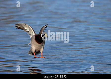 Stockente (Anas Platyrhynchos) Stockfoto