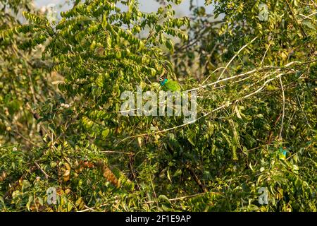 Blauer Kehlbarbet oder Megalaima asiatica Vogel auf natürlichem Grün Baum während der Winterwanderung in der dhikala Zone von jim corbett Nationalpark indien Stockfoto