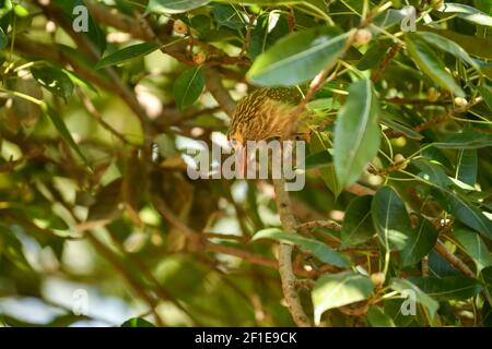 Große Barbet oder Megalaima virens Vogelportrait in Naturgrün Hintergrund in der dhikala Zone des jim corbett Nationalparks uttarakhand indien Stockfoto