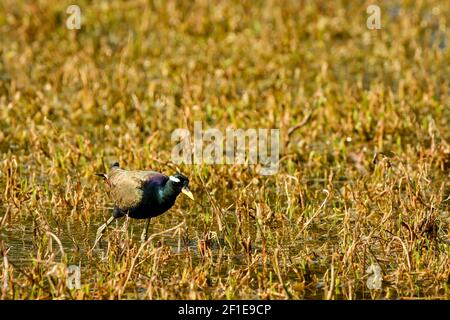 Bronze geflügelte jacana oder Metopidius indicus Porträt im Feuchtgebiet von keoladeo ghana Nationalpark oder bharatpur Vogelschutzgebiet rajasthan indien Stockfoto