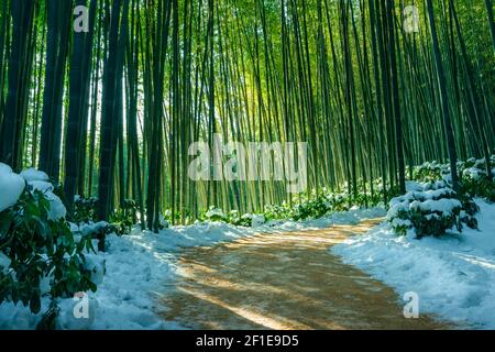 Ein geheimnisvoller Bambuswaldweg, der von Sonnenlicht beleuchtet wird, eine wunderschöne Winterlandschaft in Korea. Stockfoto