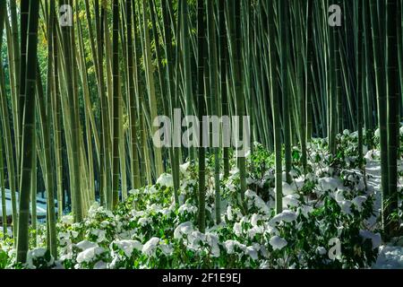 Bambuswaldstämme aus der Nähe im verschneiten Damyang Bambuswald. Jeollanam-do, Südkorea. Stockfoto