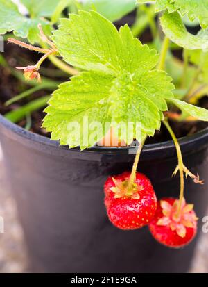 Junge Gekerbte Erdbeerpflanze, Die Bereits Früchte Trägt Stockfoto